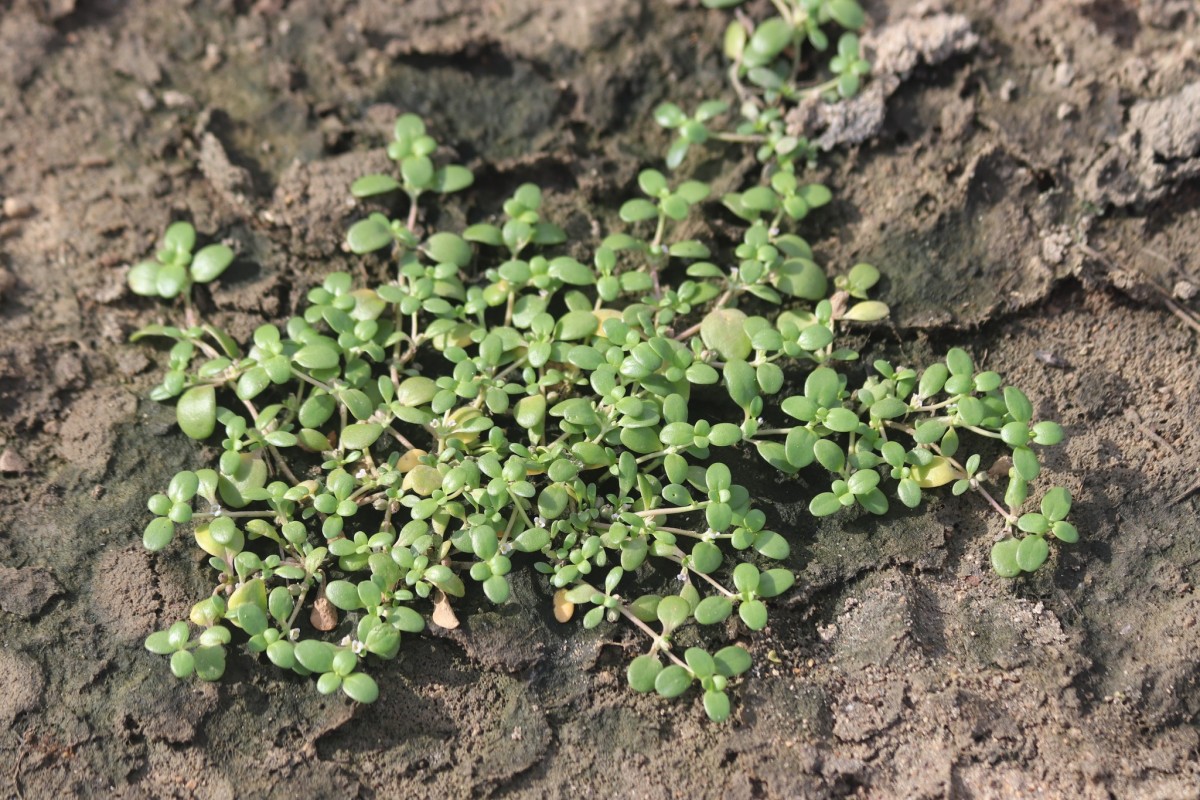 Peplidium maritimum (L.f.) Asch.